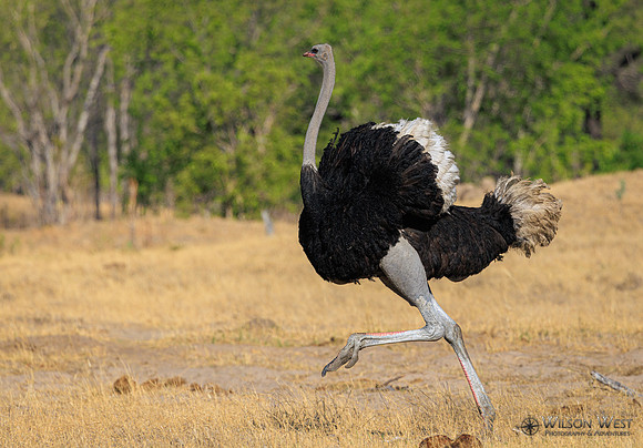 Ostrich