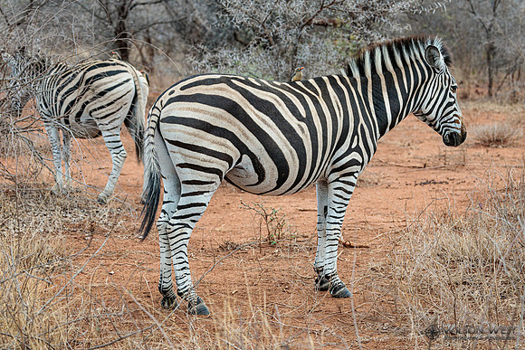 Burchell's Zebra