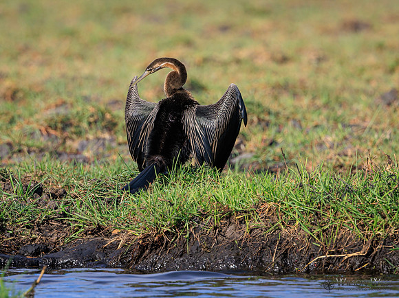 African Darter