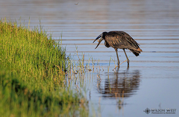 Openbill Stork