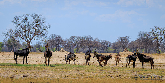 Sable Antelope