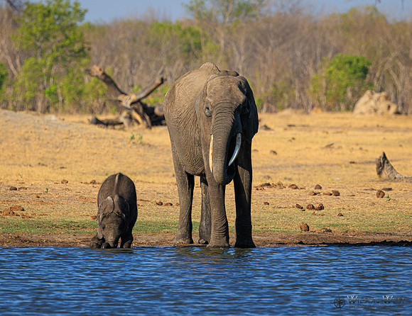 Elephant