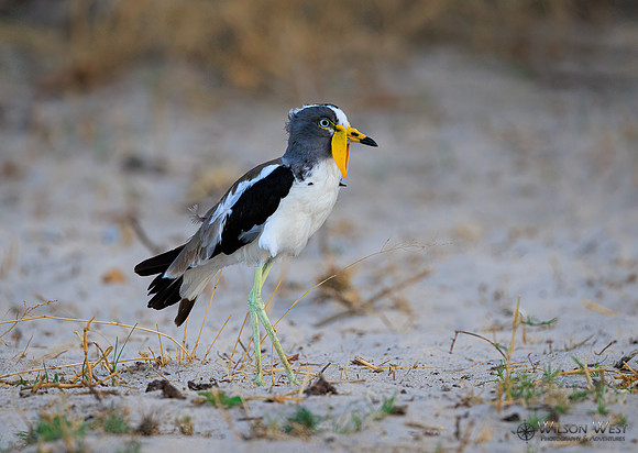 White-crowned Lapwing