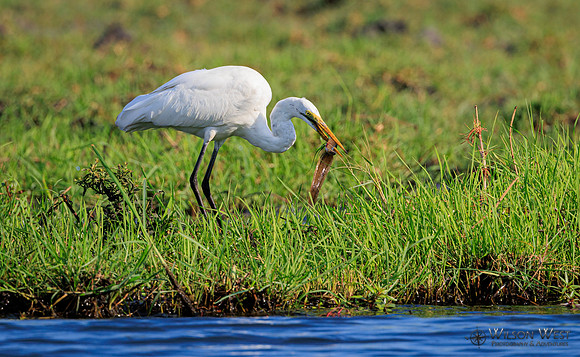 Great Egret