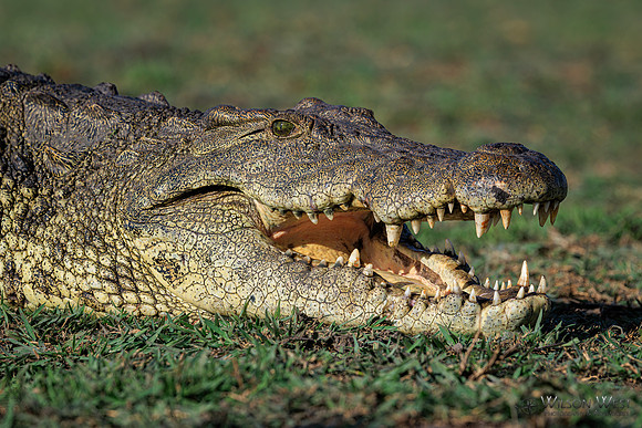 Crocodile