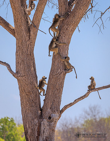 Baboon