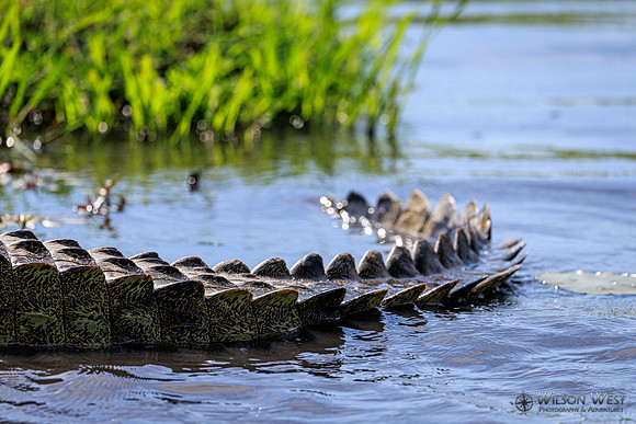 Crocodile