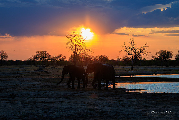 Sunset, Elephants