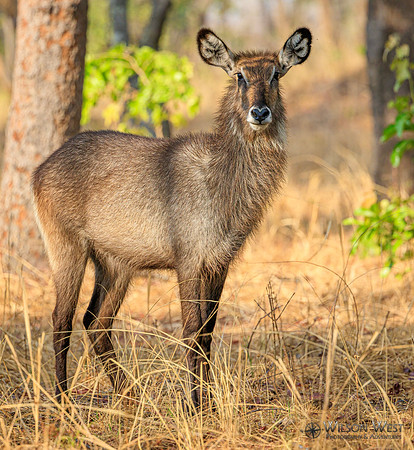 Defassa Waterbuck