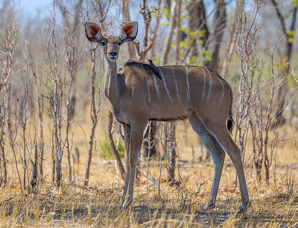 Greater Kudu