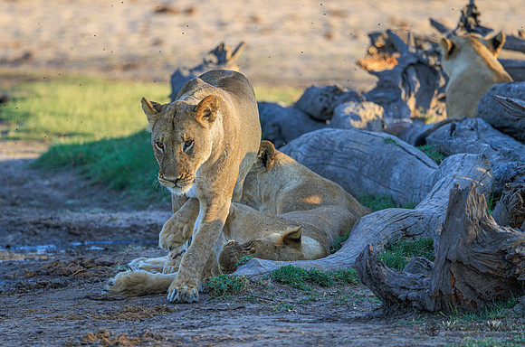 Lion