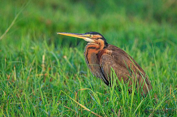 Purple Heron