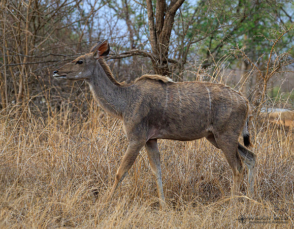 Greater Kudu