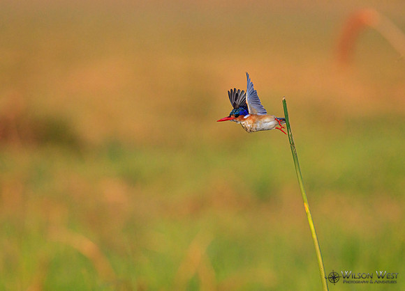 Malachite Kingfisher
