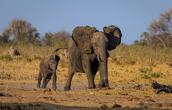 Elephant