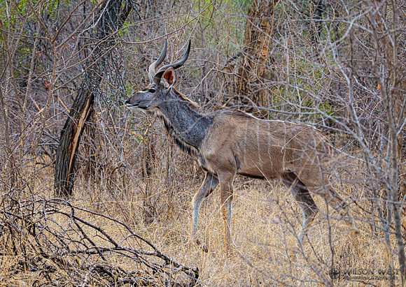 Greater Kudu