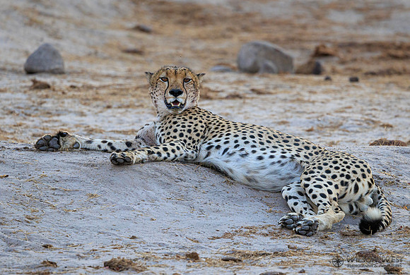 Cheetah