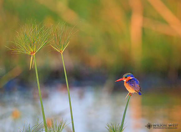 Malachite Kingfisher