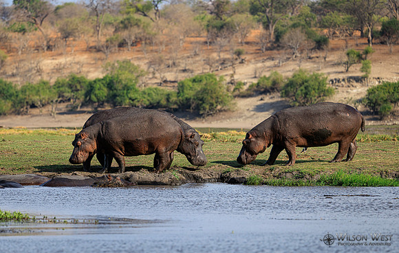 Hippopotamus