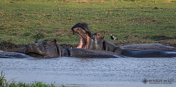 Hippopotamus