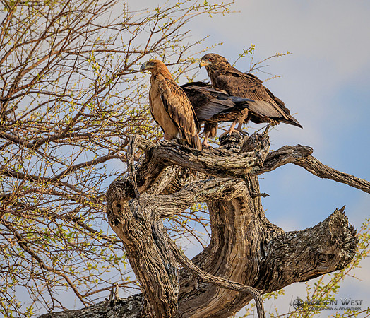 Tawny Eagle