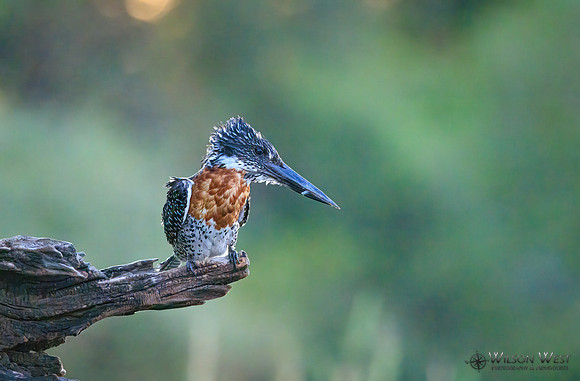 Giant Kingfisher