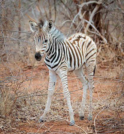 Burchell's Zebra