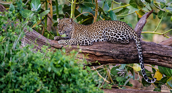 Leopard