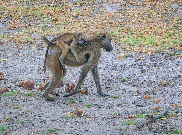 Baboon
