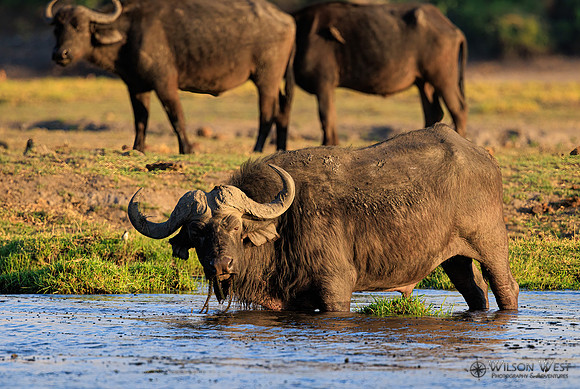 Cape Buffalo