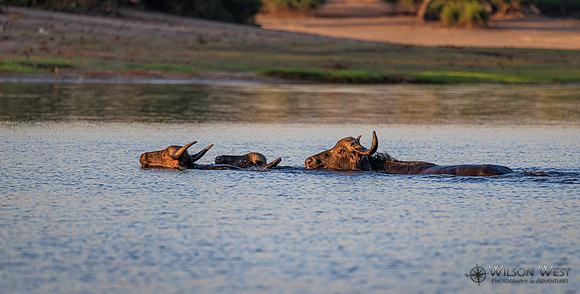 Cape Buffalo