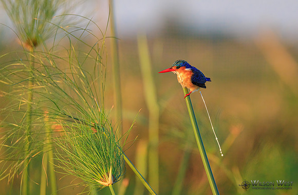 Malachite Kingfisher