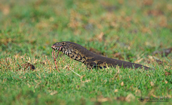 Water Monitor