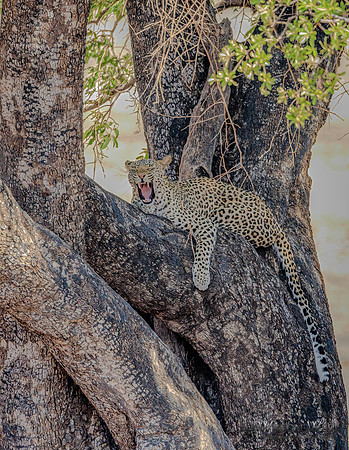 Leopard