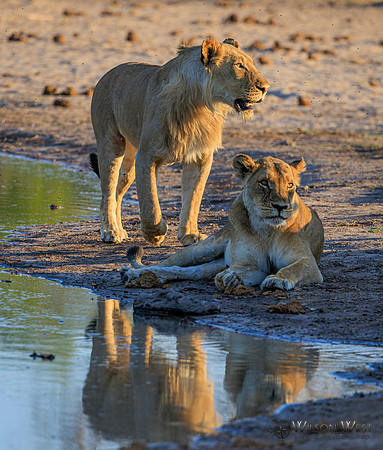 Lion