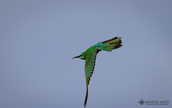 Blue-cheeked Bee-eater