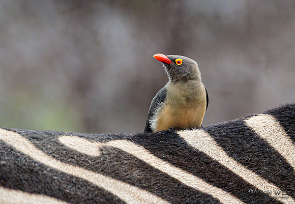 Red-billed Oxpecker