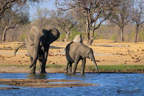 Elephant