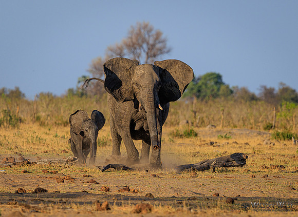 Elephant