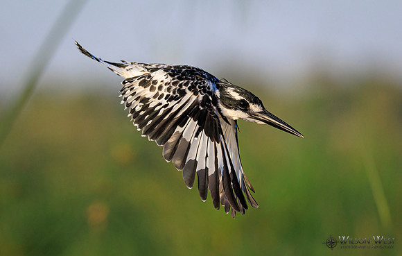 Pied Kingfisher
