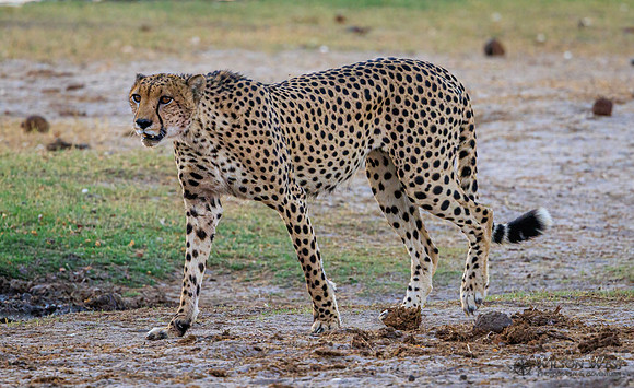 Cheetah