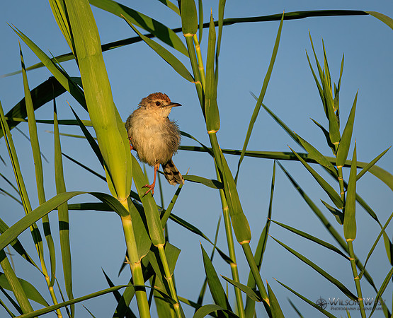 Rattling Cisticola
