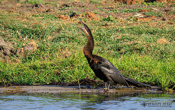 African Darter