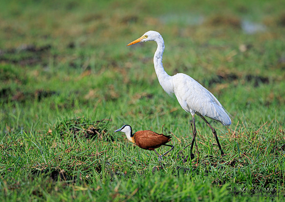 Great Egret, Jacana