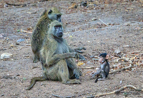 Baboon