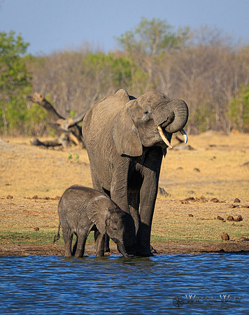 Elephant