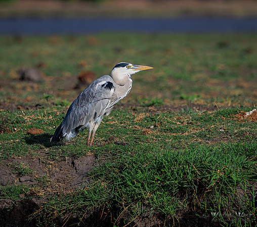 Gray Heron