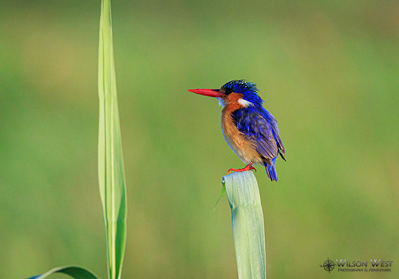 Malachite Kingfisher
