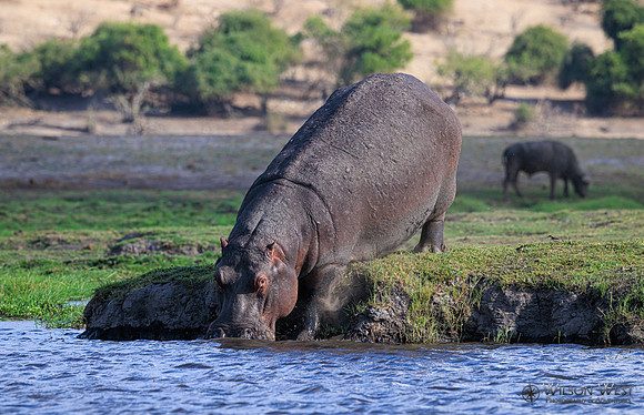 Hippopotamus