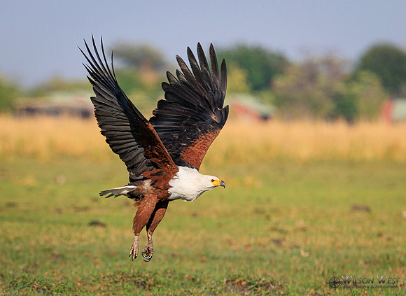 African Fish Eagle